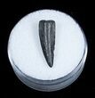 Cretaceous Crocodile Tooth From Maryland #3709-1